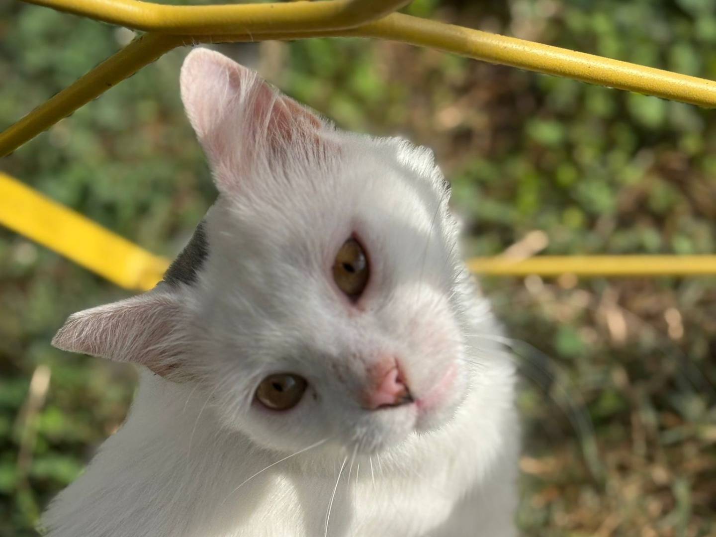 Adotta un gatto, maschio, 1 anno e 8 mesi, Pisa