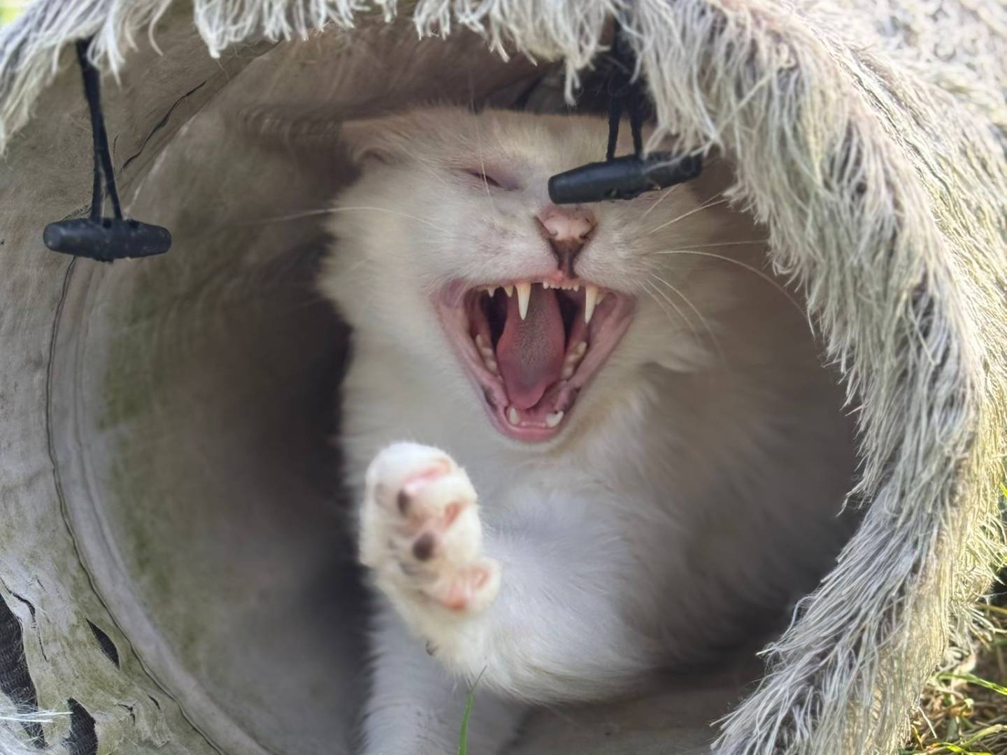 Adotta un gatto, taglia non valida, maschio, Pisa