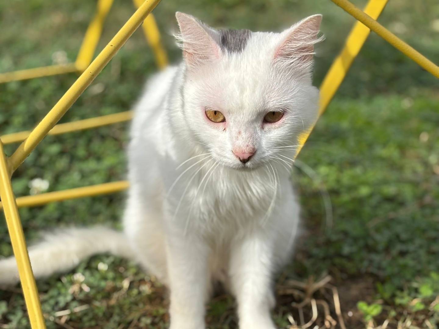 Vuoi adottare un gatto a Pisa?
