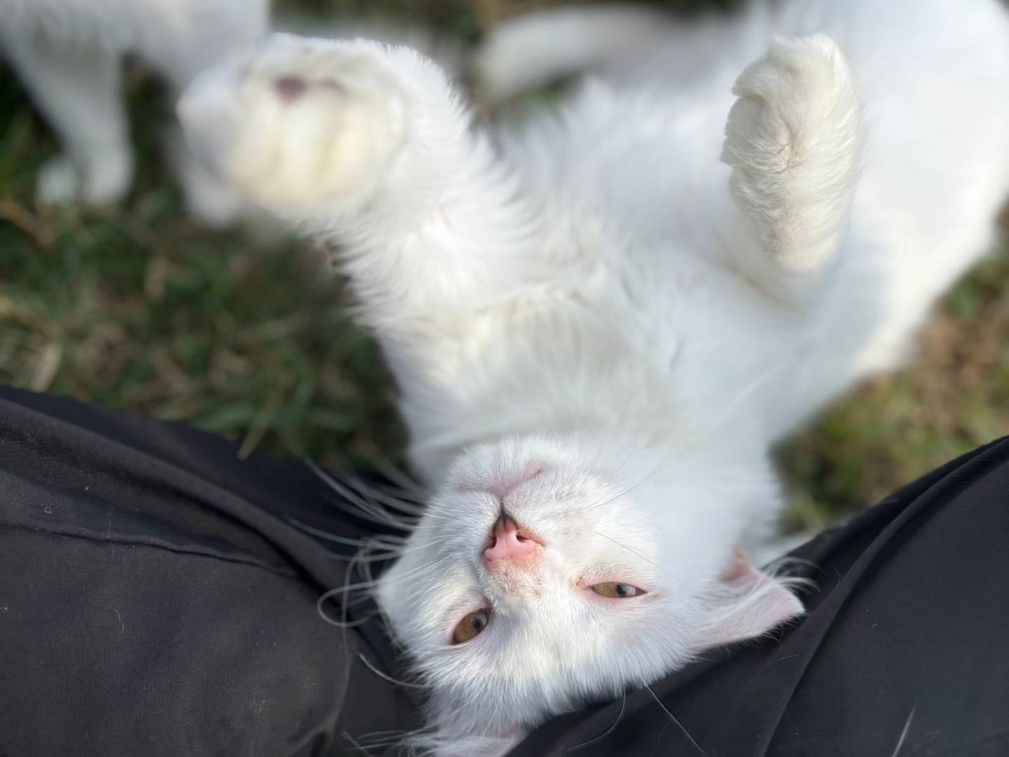 Adotta il gatto Pilade a Pisa