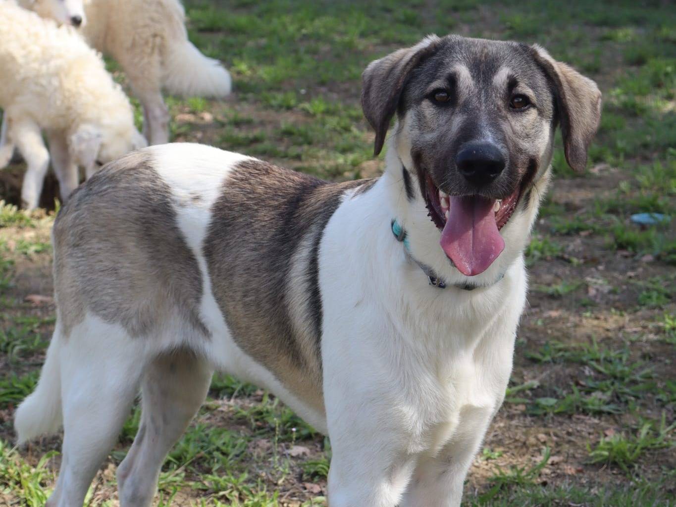 Adozione cane, maschio, Razza sconosciuta Razza sconosciuta, 11 mesi, taglia gigante, Pisa