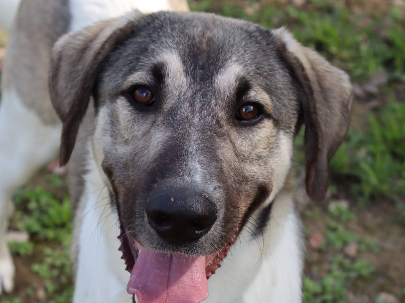 Adotta un cane, maschio, 11 mesi, Pisa