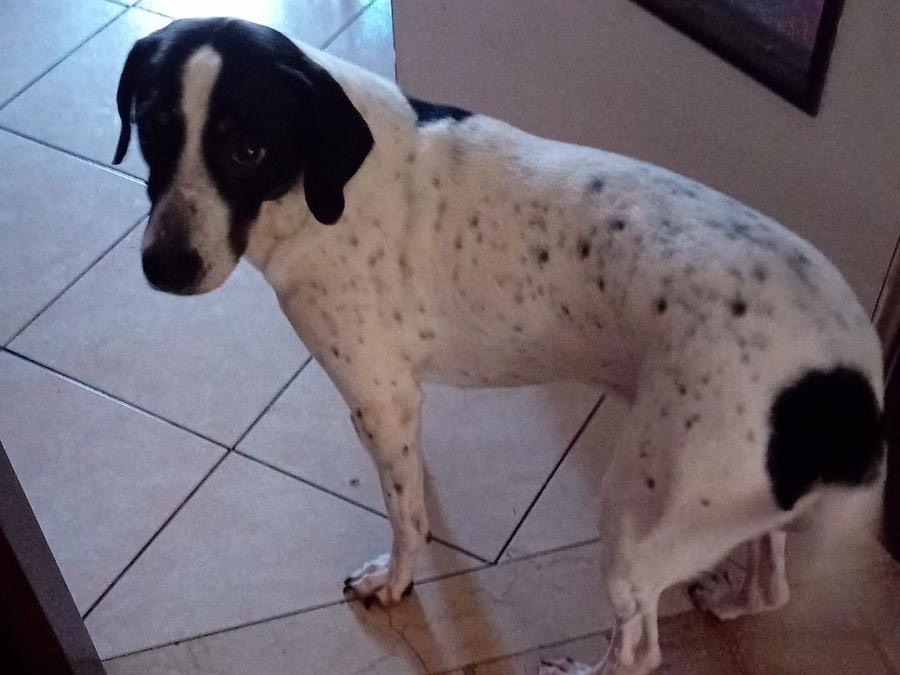 Adozione cane, maschio, Razza sconosciuta Razza sconosciuta, 4 anni, taglia media contenuta, Milano