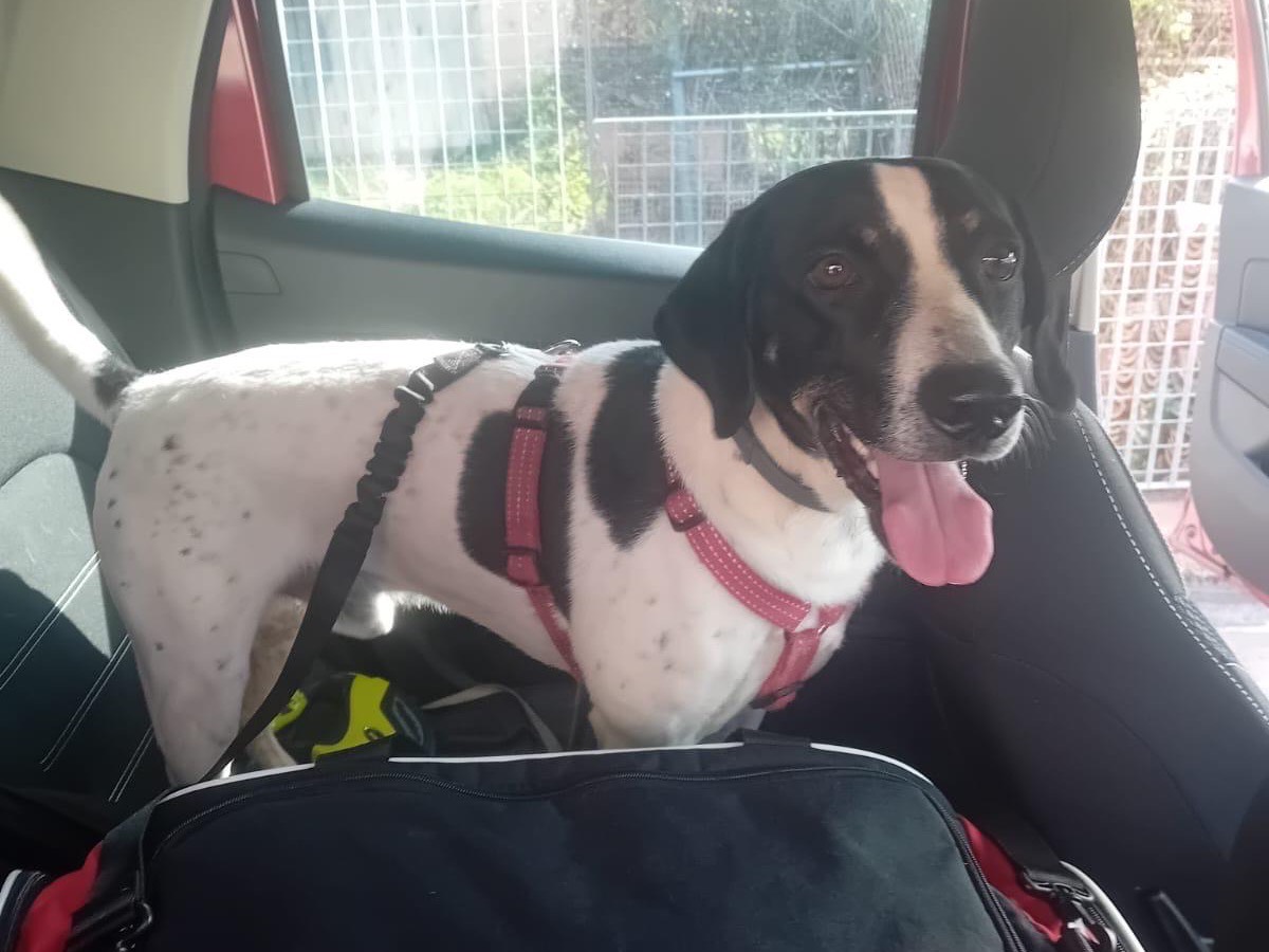 Adotta un cane, taglia media contenuta, maschio, Milano