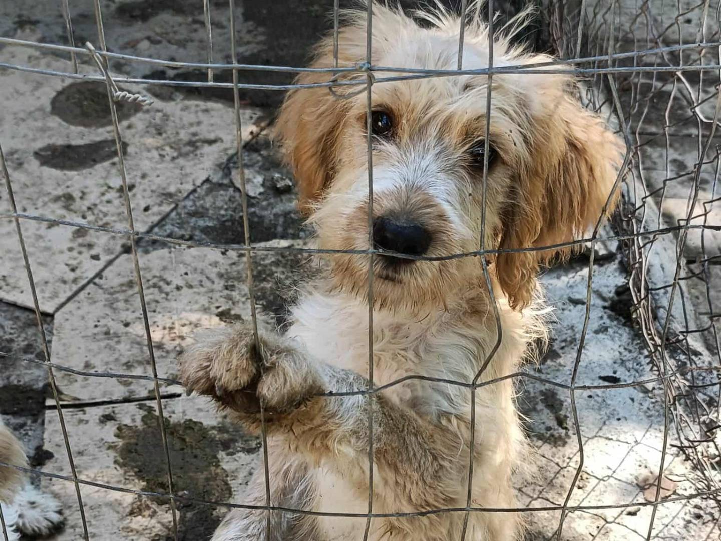 Foto 2 dell'animale