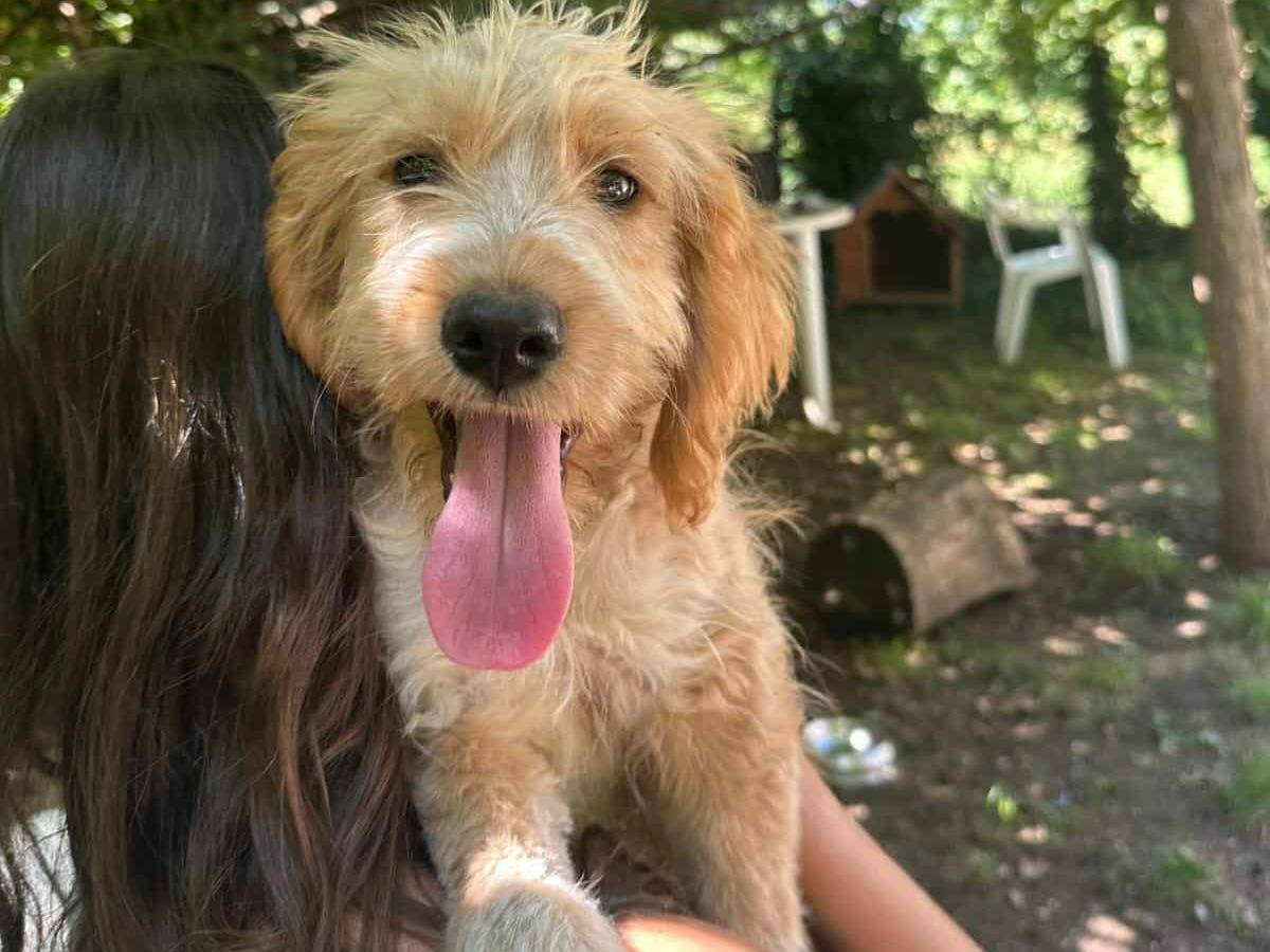 Vuoi adottare un cane a Firenze?