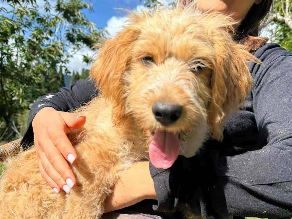 Adotta il cane CROCK a Firenze