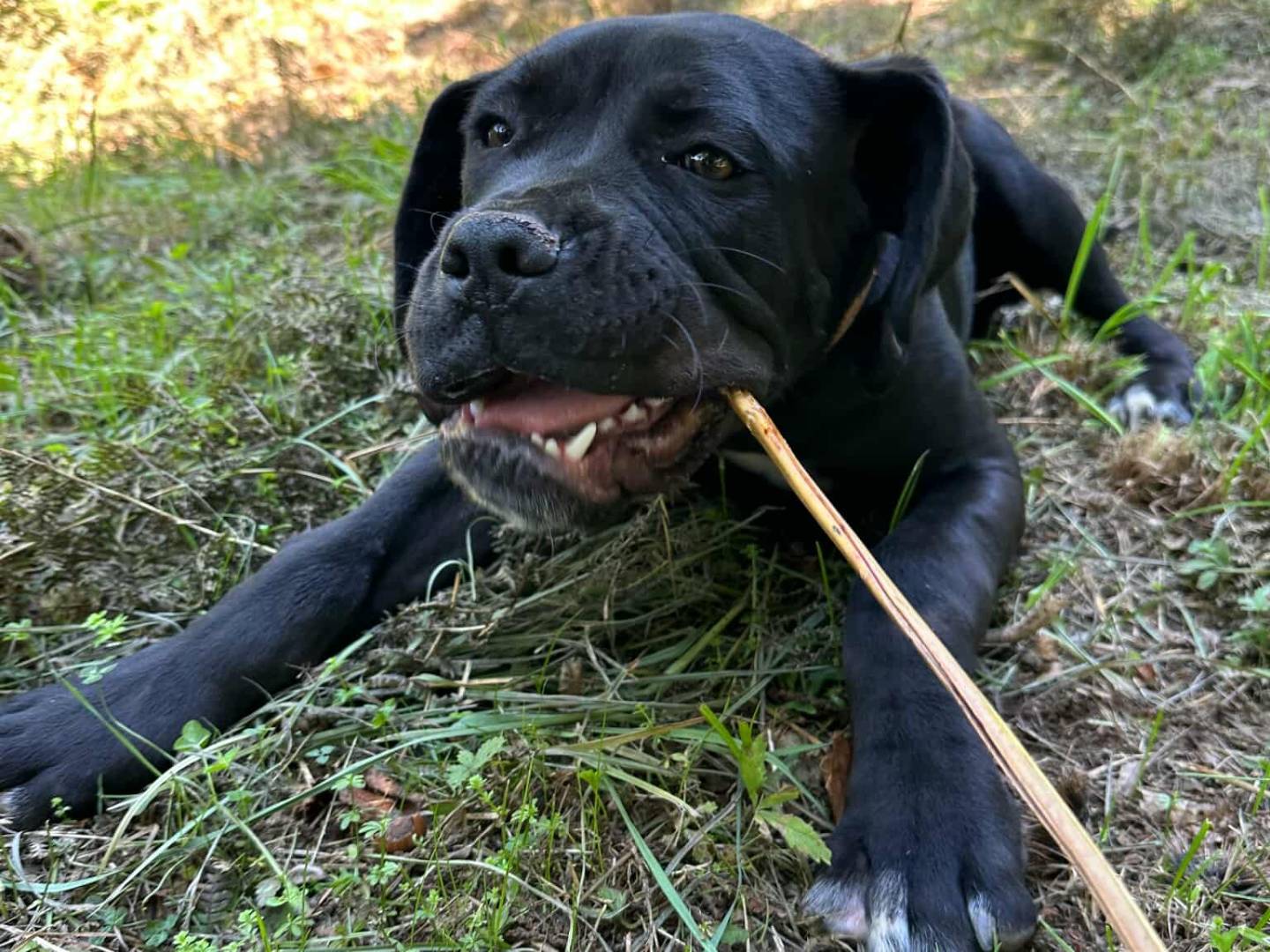 Vuoi adottare un cane a Firenze?