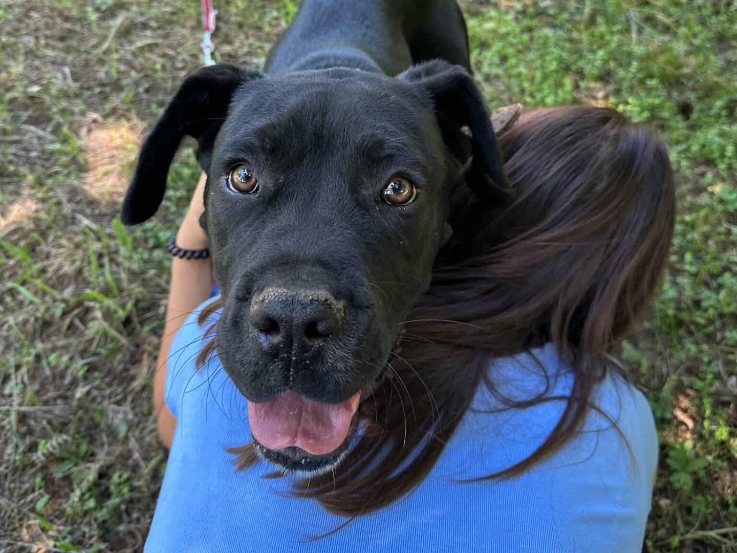 Adotta il cane ULLI a Firenze