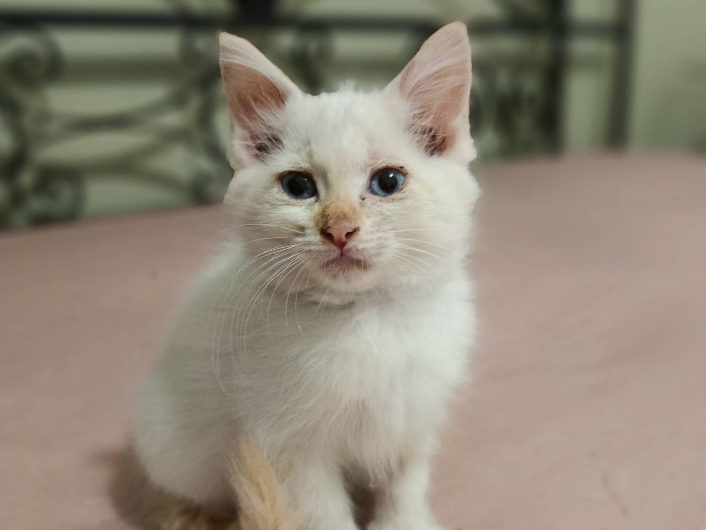 Adozione gatto, maschio, Razza sconosciuta Razza sconosciuta, 2 mesi, taglia non valida, Siracusa