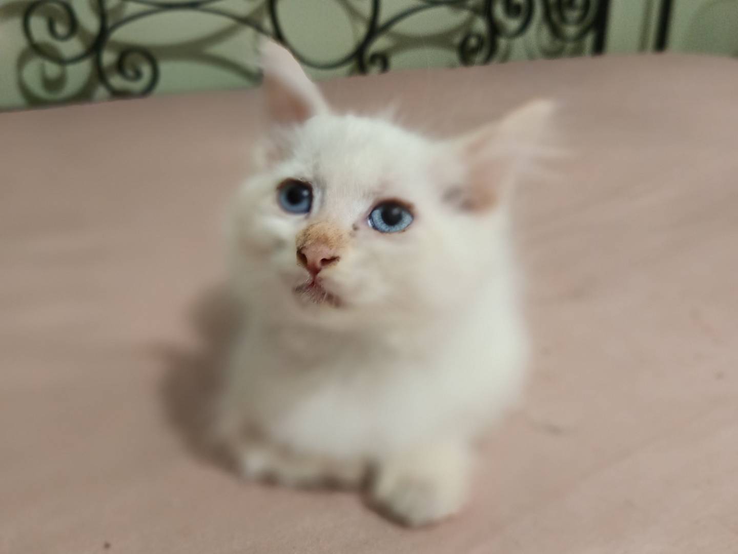 Adotta un gatto, maschio, 2 mesi, Siracusa