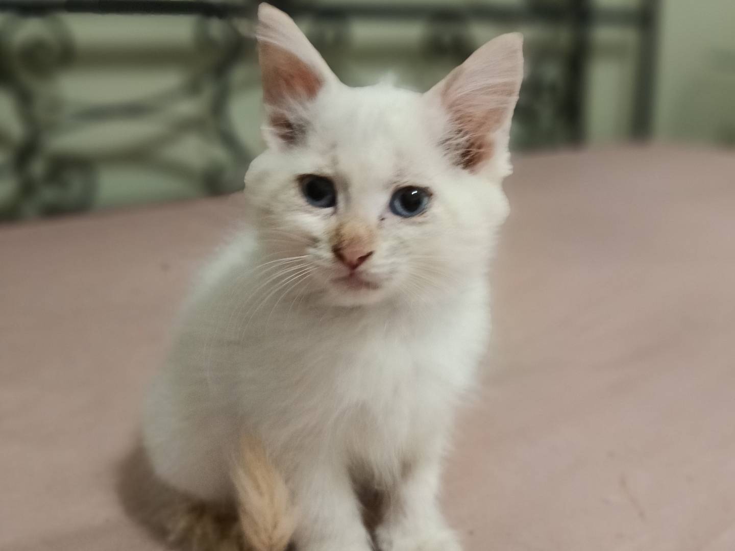 Adotta un gatto, taglia non valida, maschio, Siracusa