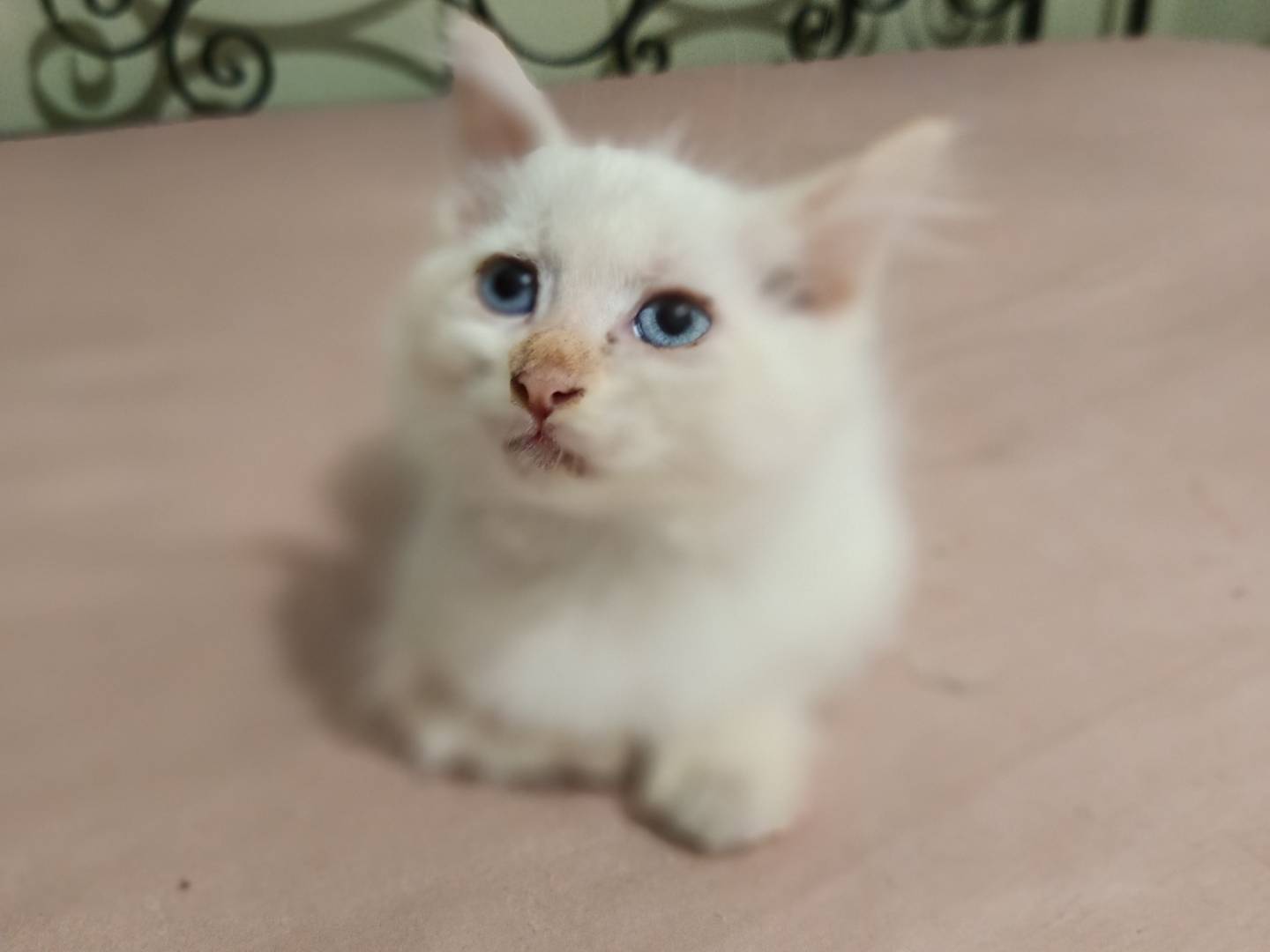 Vuoi adottare un gatto a Siracusa?