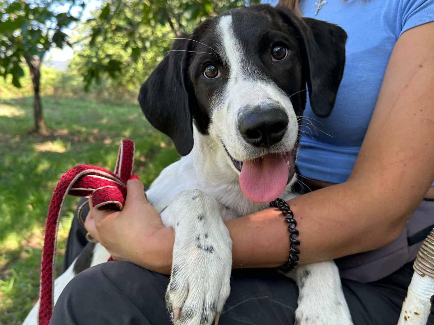 Adozione cane, femmina, Razza sconosciuta Razza sconosciuta, 6 mesi, taglia media, Firenze