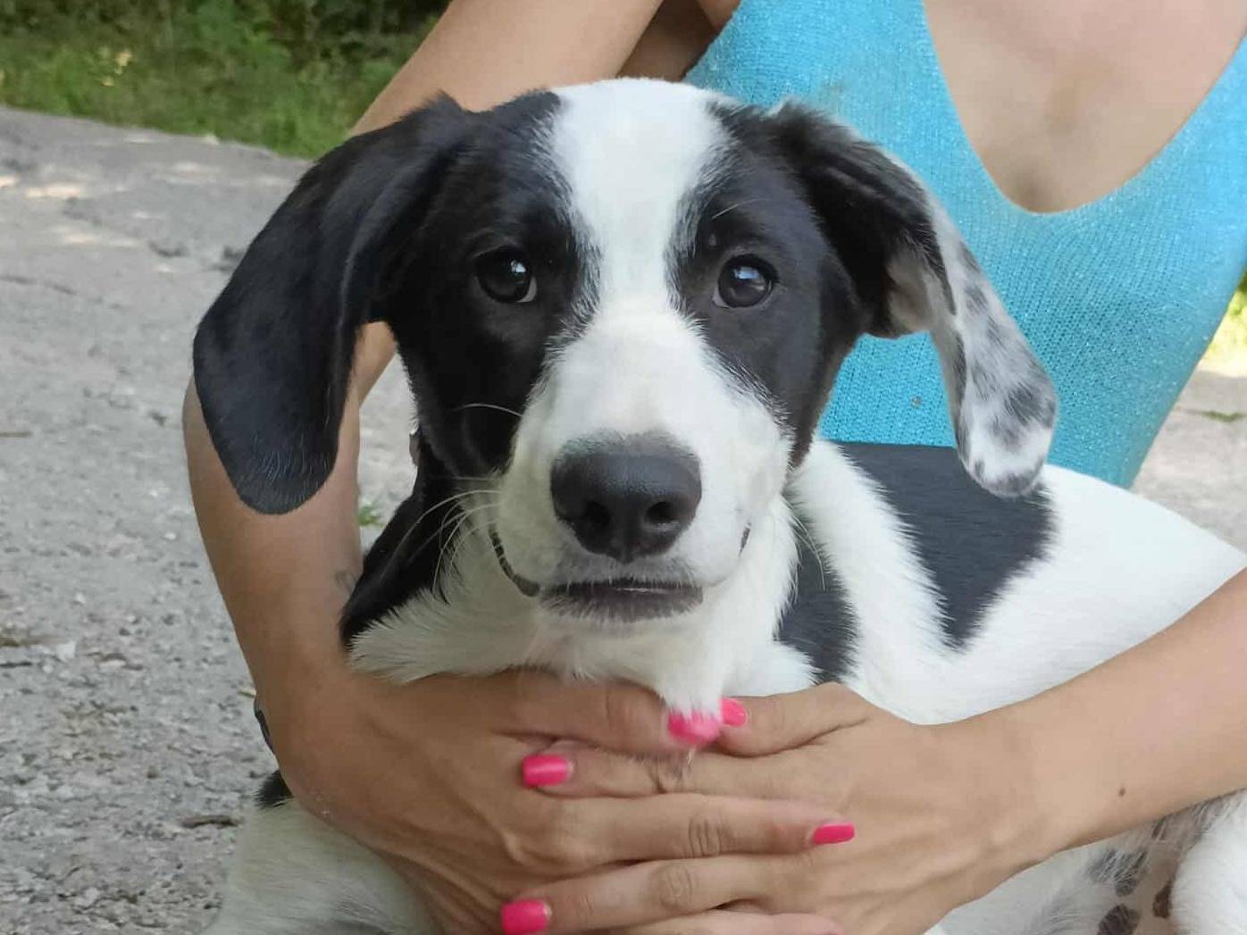 Adotta un cane, femmina, 6 mesi, Firenze