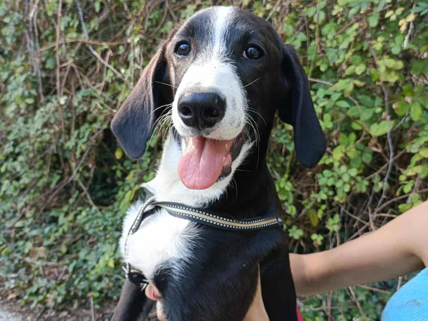 Adotta un cane, taglia media, femmina, Firenze