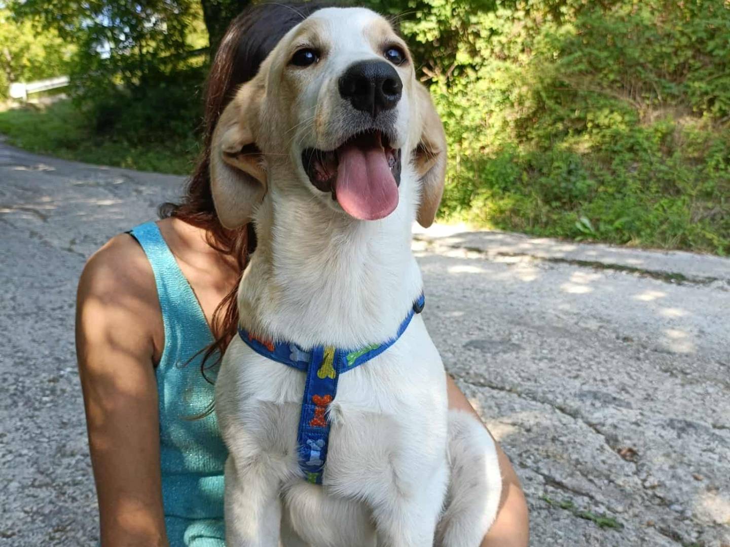 Vuoi adottare un cane a Firenze?
