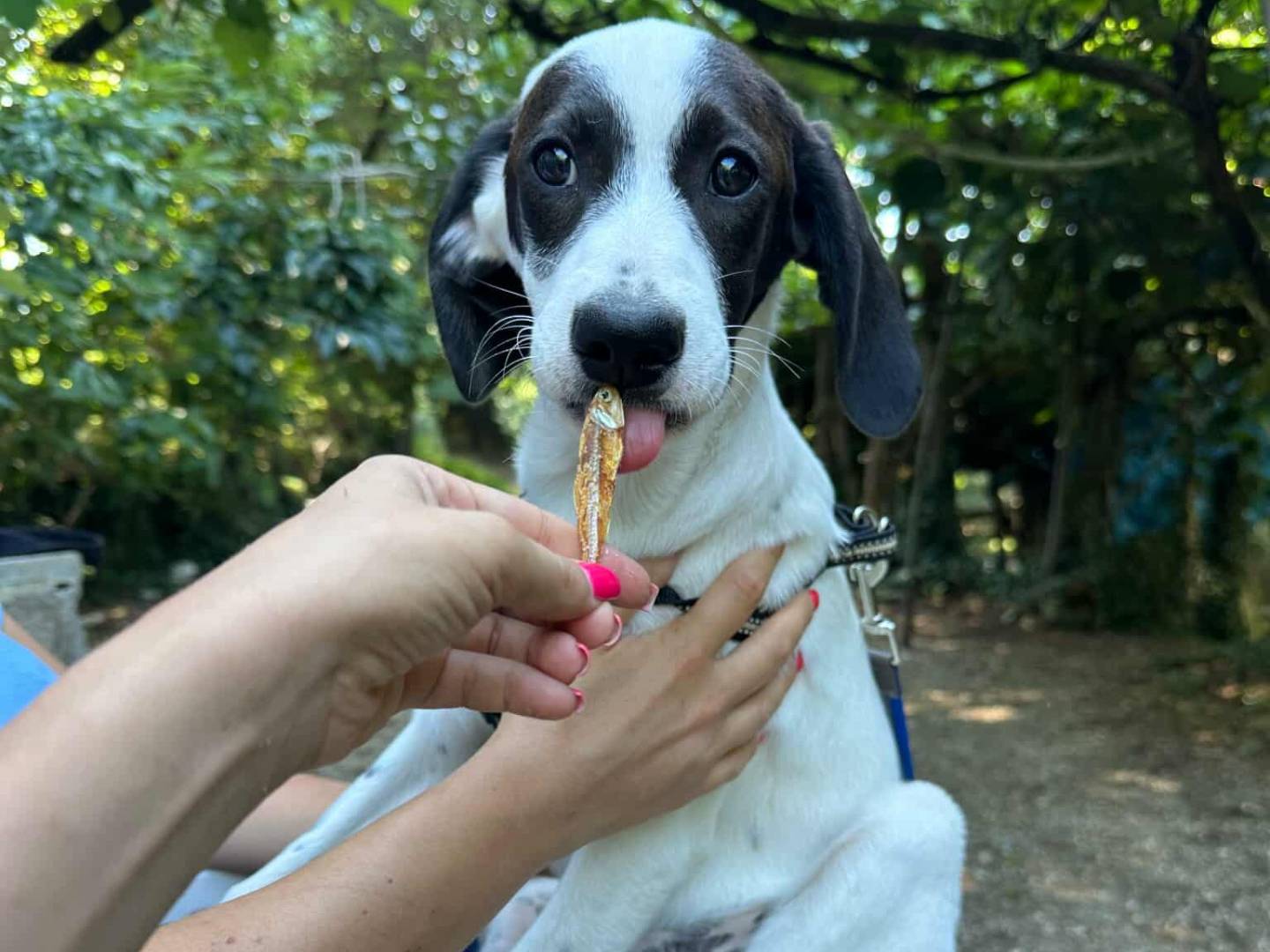 Adotta il cane QUINTETTO A MACCHIOLINE a Firenze