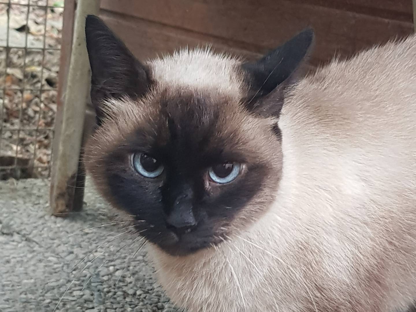 Adozione gatto, femmina, Siamese Razza sconosciuta, 3 anni e 9 mesi, taglia non valida, Parma
