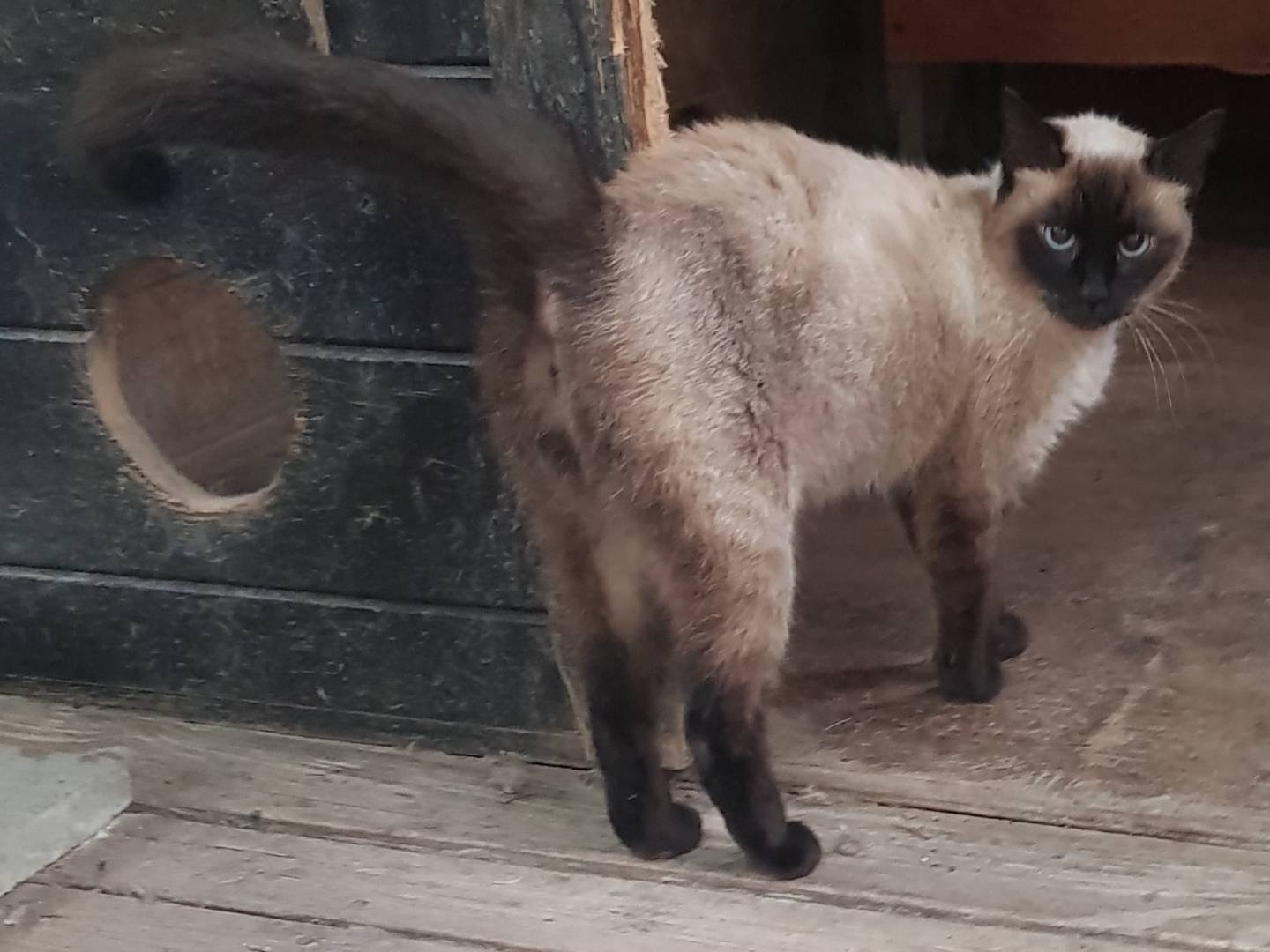 Adotta un gatto, femmina, 3 anni e 9 mesi, Parma