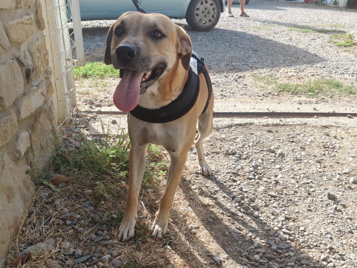 Adozione cane, maschio, Razza sconosciuta Razza sconosciuta, 1 anno e 9 mesi, taglia media, Crotone