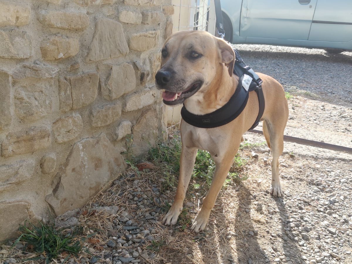 Adotta un cane, maschio, 1 anno e 9 mesi, Crotone