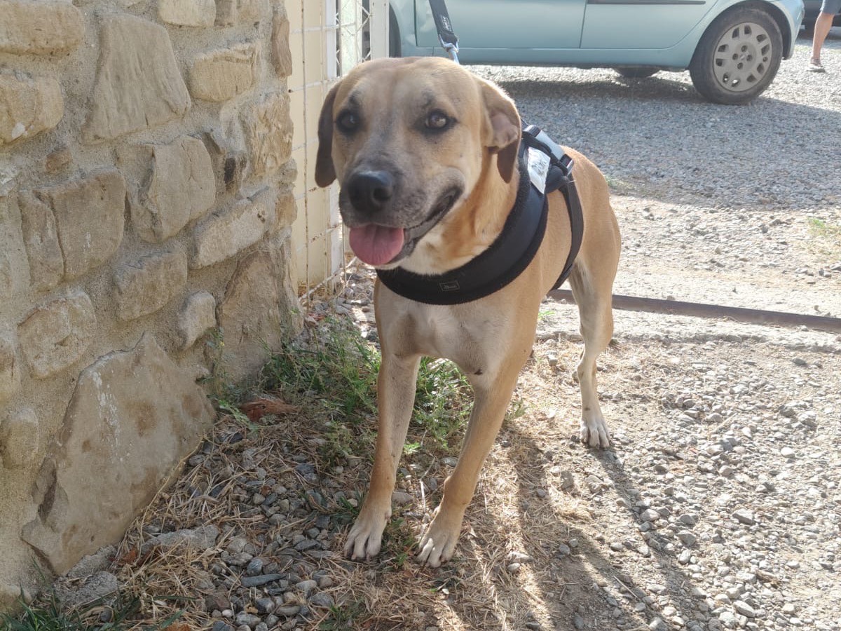 Adotta un cane, taglia media, maschio, Crotone
