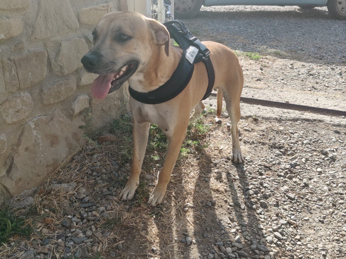 Vuoi adottare un cane a Crotone?