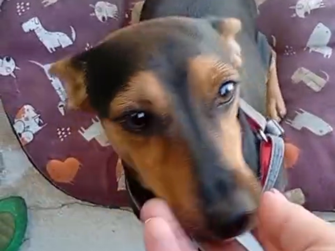 Vuoi adottare un cane a Crotone?