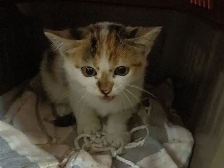 Adozione gatto, femmina, Razza sconosciuta Razza sconosciuta, 2 mesi, taglia non valida, Torino