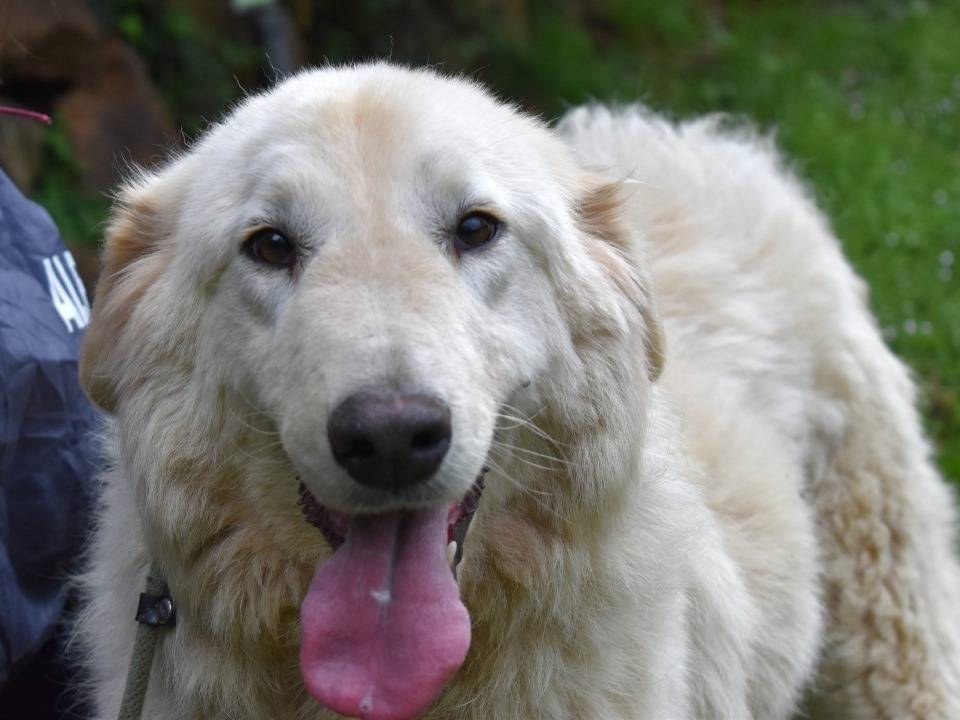 Adozione cane, femmina, Pastore maremmano Razza sconosciuta, 4 anni e 2 mesi, taglia grande, Roma