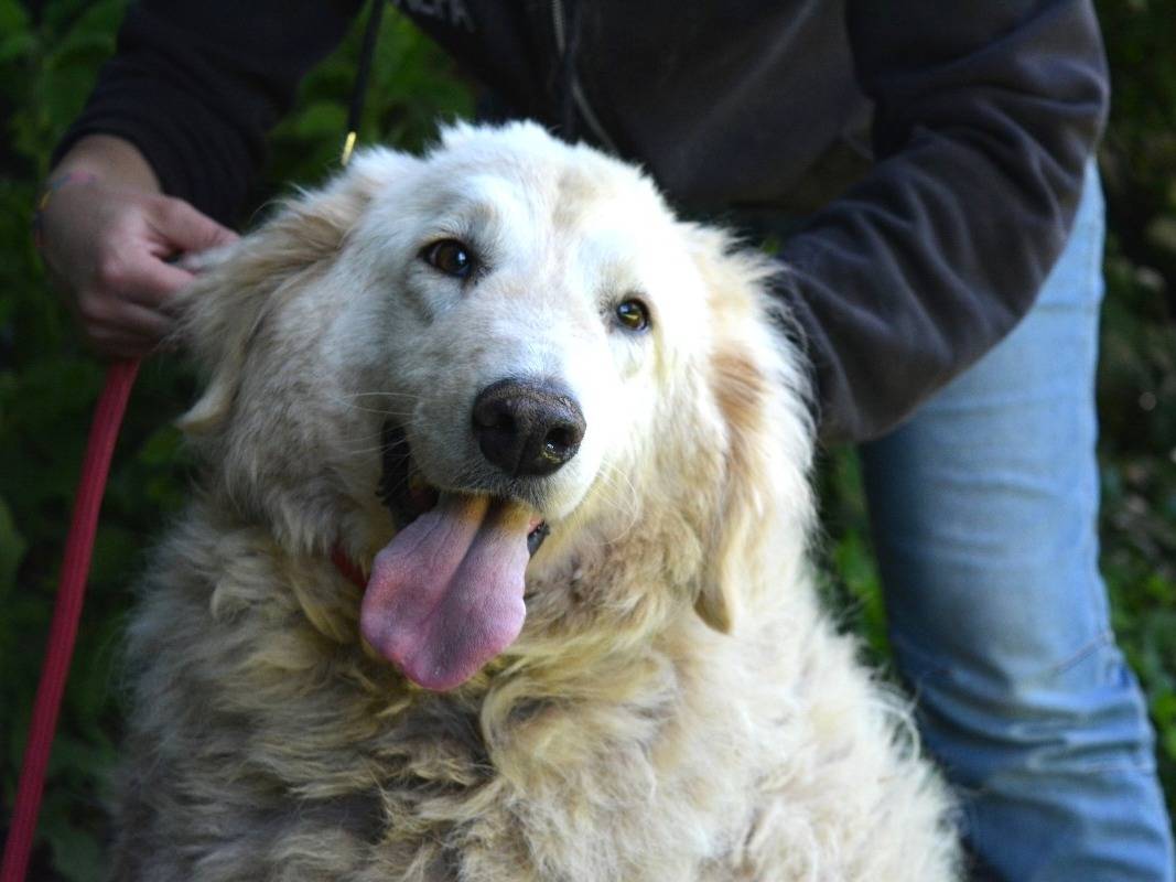 Adotta un cane, taglia grande, femmina, Roma