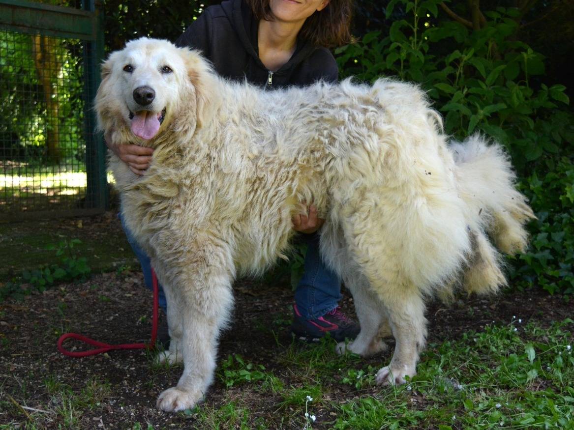 Vuoi adottare un cane a Roma?