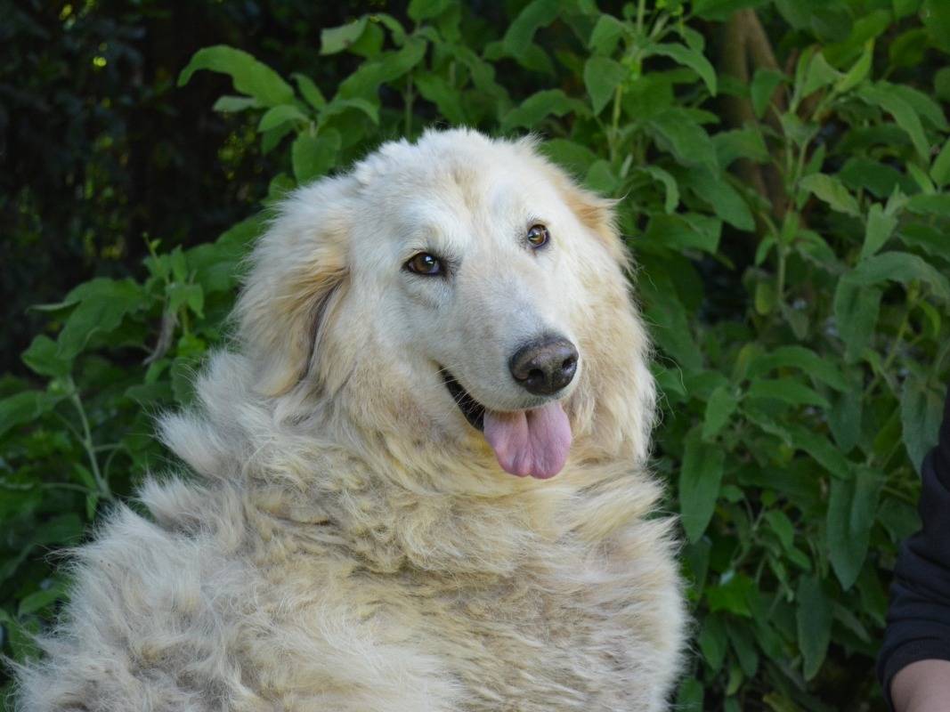 Adotta il cane Filomela a Roma