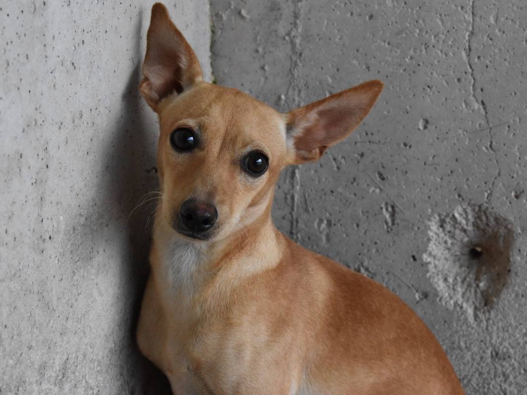 Adozione cane, femmina, Pinscher Razza sconosciuta, 4 mesi, taglia piccola, Roma