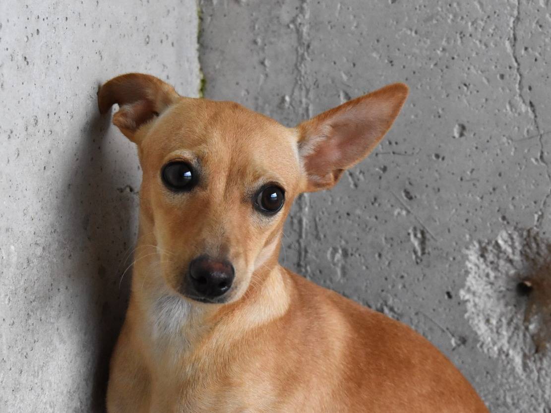 Adotta un cane, femmina, 4 mesi, Roma