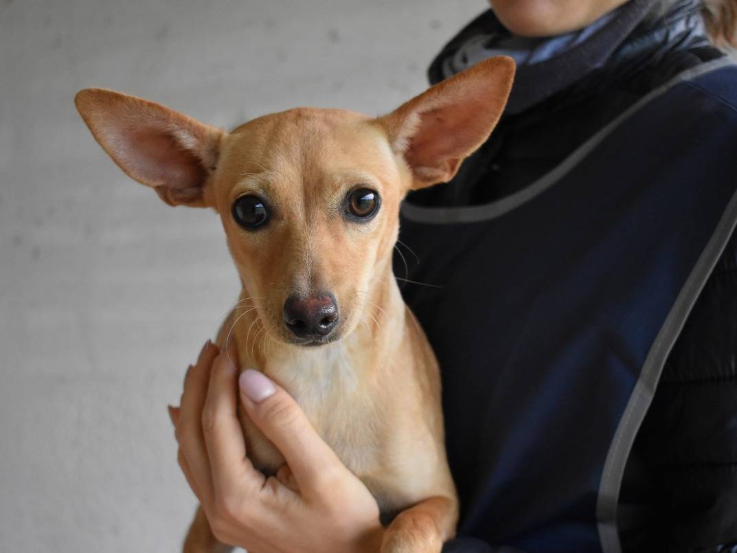 Adotta un cane, taglia piccola, femmina, Roma
