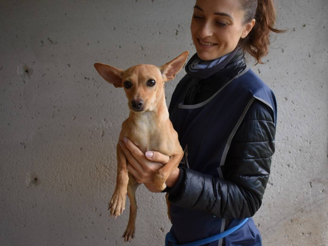 Vuoi adottare un cane a Roma?