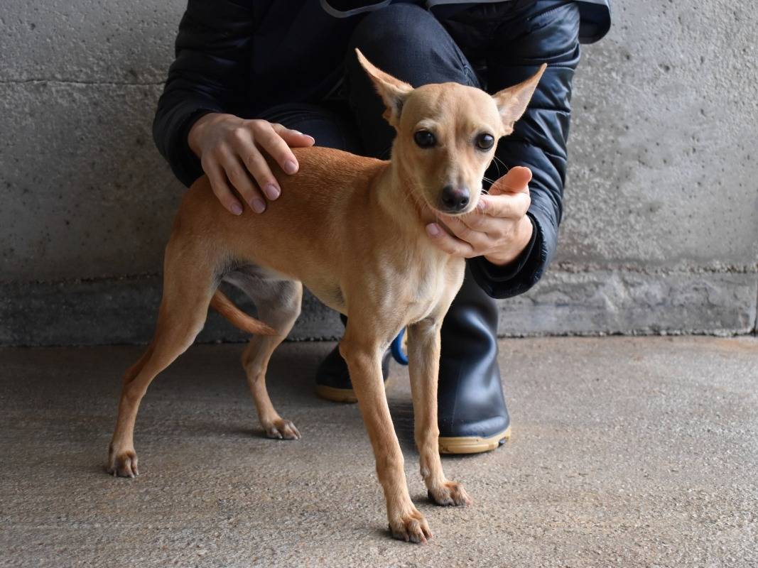 Adotta il cane katria a Roma