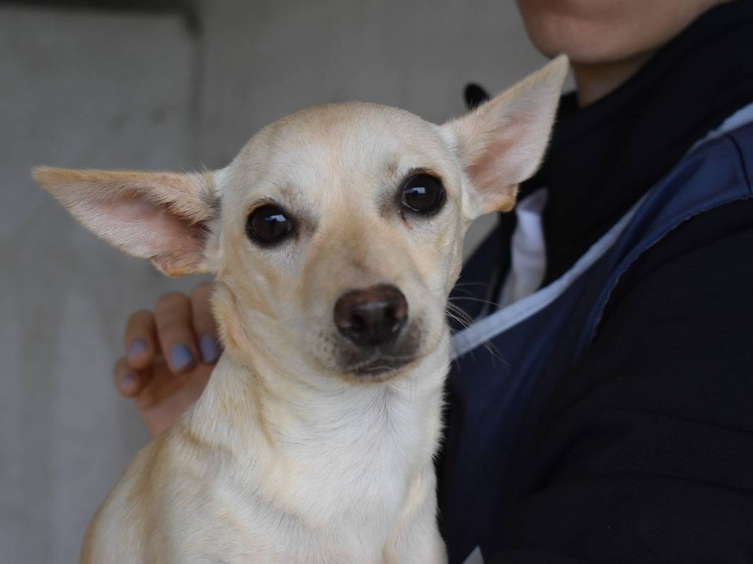 Adozione cane, femmina, Pinscher Razza sconosciuta, 4 mesi, taglia piccola, Roma