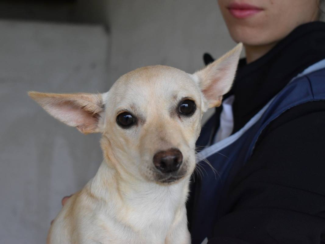 Adotta un cane, femmina, 4 mesi, Roma