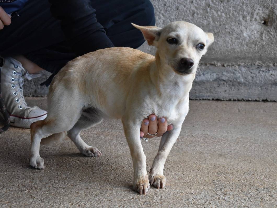 Adotta un cane, taglia piccola, femmina, Roma