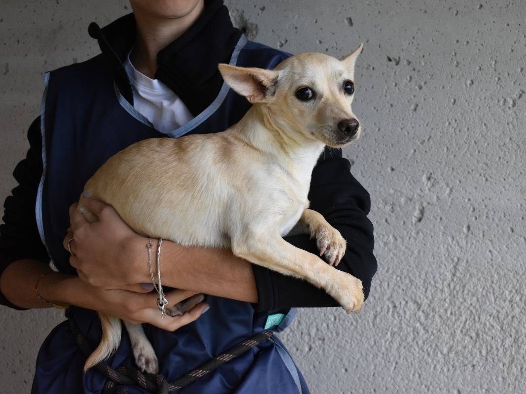Vuoi adottare un cane a Roma?