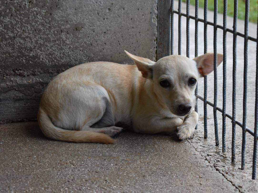 Adotta il cane kenzia a Roma
