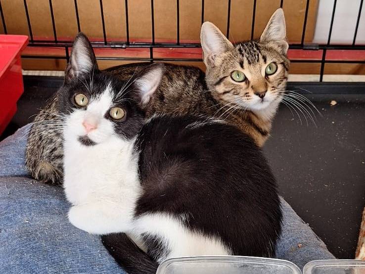 Adozione gatto, maschio, Razza sconosciuta Razza sconosciuta, 2 mesi, taglia non valida, Milano