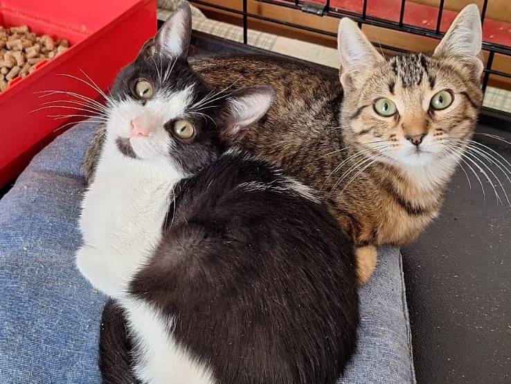 Adotta un gatto, maschio, 2 mesi, Milano