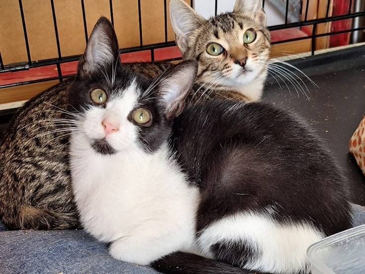 Adotta un gatto, taglia non valida, maschio, Milano