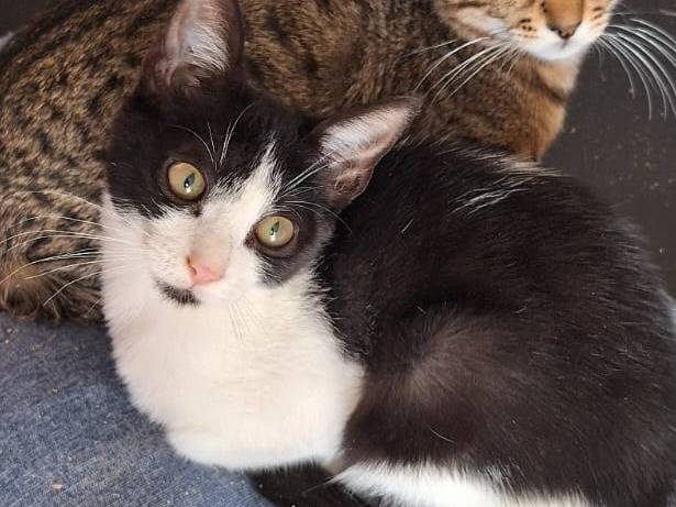 Vuoi adottare un gatto a Milano?