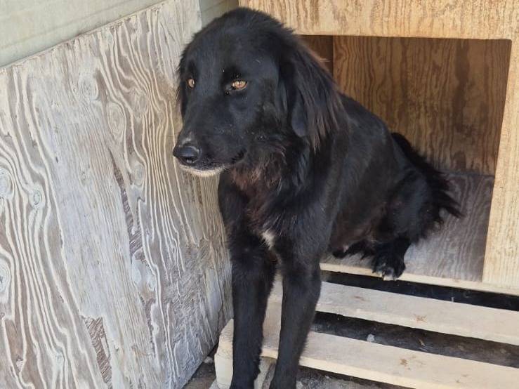 Adozione cane, maschio, Razza sconosciuta Razza sconosciuta, 3 anni e 6 mesi, taglia media, Ragusa