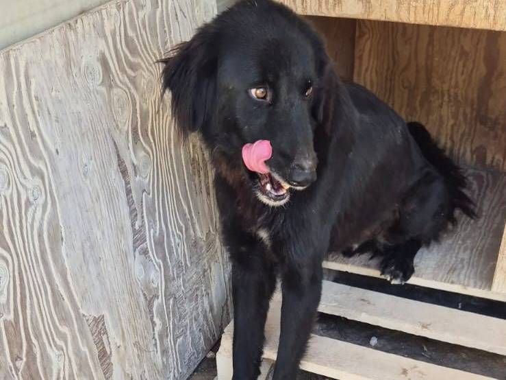 Adotta un cane, maschio, 3 anni e 6 mesi, Ragusa